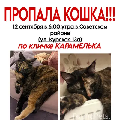 Пропала кошка Карамелька, Советский район Казани
