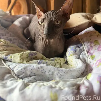 Найдена кошка сфинкс, найдена на помойке