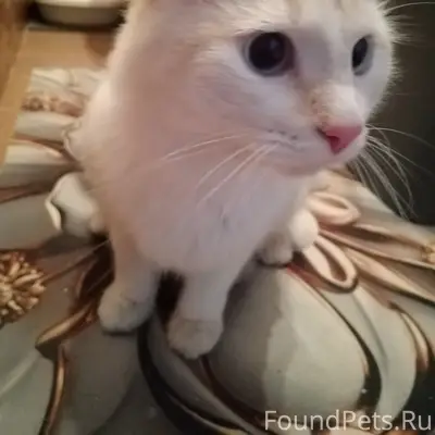 Найден кот