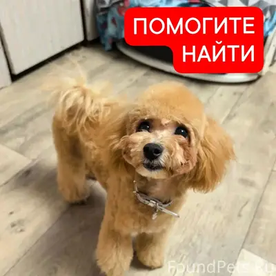 Пропала мальтипу, трасса Пенза — Саратов
