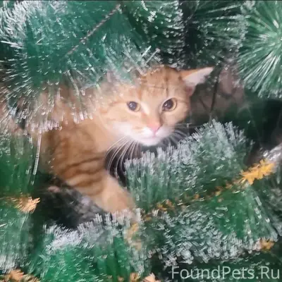 Пропала кошка, район Авиатора