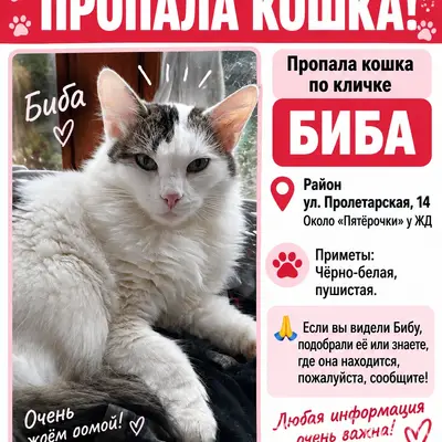 Пропала кошка Биба, район ул. Пролетарская