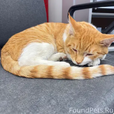 Найден кот, г. Среднеуральск