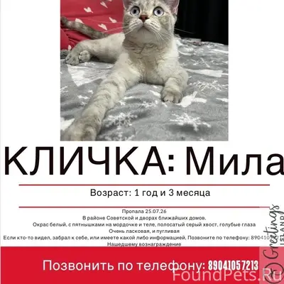 Пропала кошка, Ухта, Советская 9 и 11