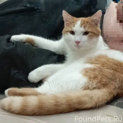 Пропал кот Коржик, район Ленина 43