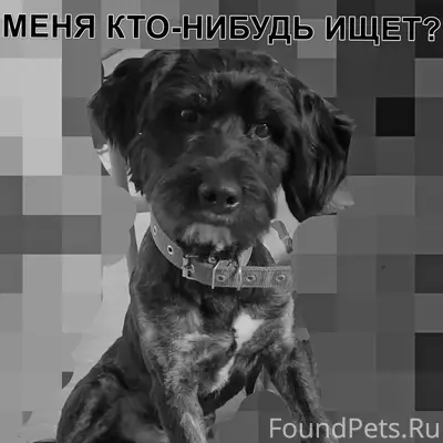 Найден пёс, район неизвестен