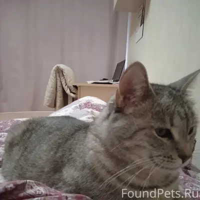 Пропала кошка Милка, Кондопога
