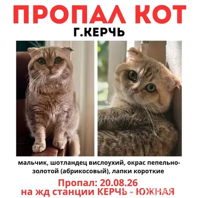 Пропал шотландский вислоухий Сильвестр, Керчь