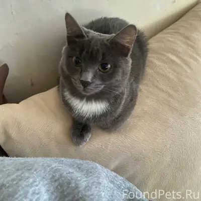 Пропала серая кошка, улица Восточная 80