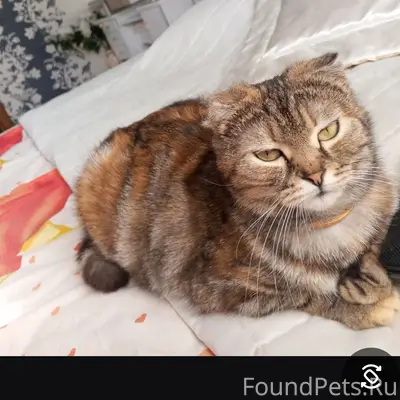 Пропала кошка Буся, Мариупольское шоссе