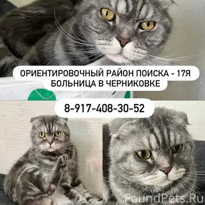 Пропал кот Моррис, ул. Невского