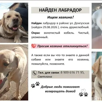 Найден лабрадор, Оренбург, район ул. Донгузской