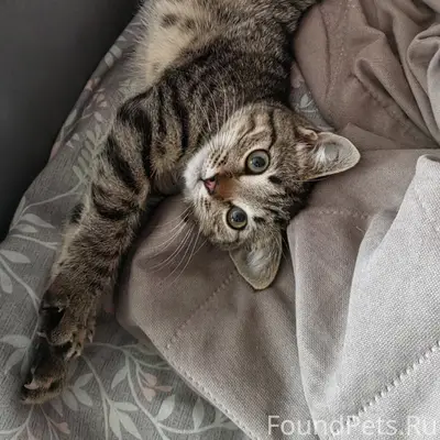 Найден котик, улица Ленина 118