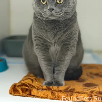 Найден кот Сеня, Нижний Новгород