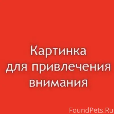 Найдены собаки, Левый берег