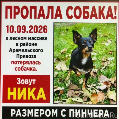 Пропала маленькая собака Ника, Арамильский тракт