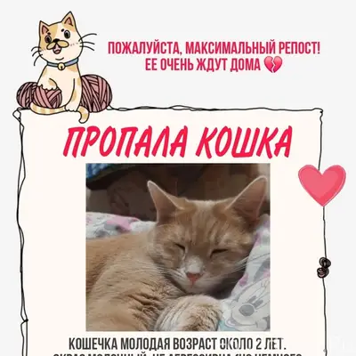 Пропала кошка, 15 микрорайон