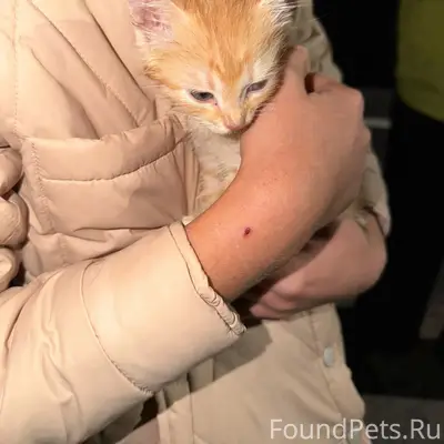 Найдены рыжий и чёрный котята, Авдотьино