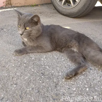 Найден серый кот, Кузнецкий район