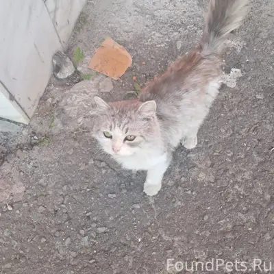 Найден кот, около кинотеатра 'Родина'