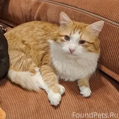 Пропал кот, угол ул. Гончарова и ул. Минаева