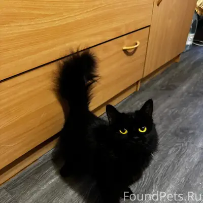 Найдена кошка, микрорайон Черемошники