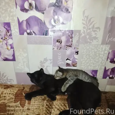 Пропала чёрная кошка, район маслозавода