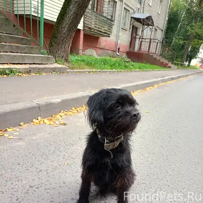Пропал пёс, без задней лапки, ул. Добросельская