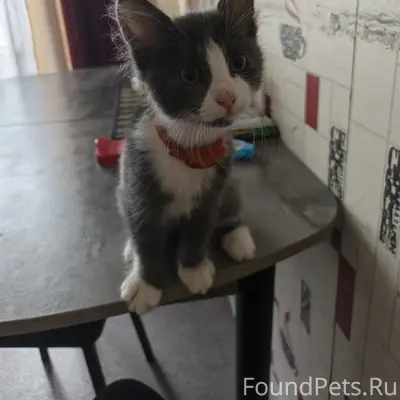 Найден котёнок девочка, мкр-н Усольский
