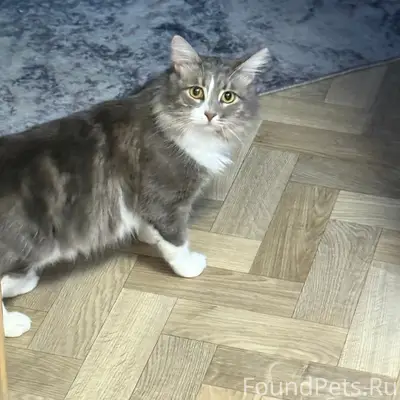 Пропал кот, Иваново, улица Богдана Хмельницкого
