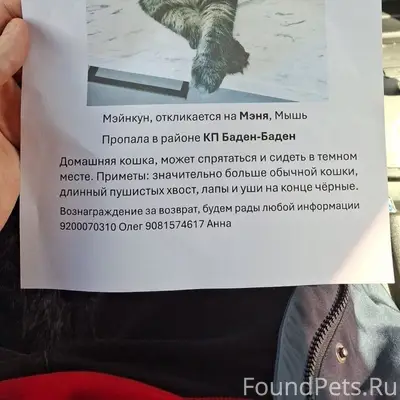Пропала кошка Мэня, Мышь, КП Баден-Баден
