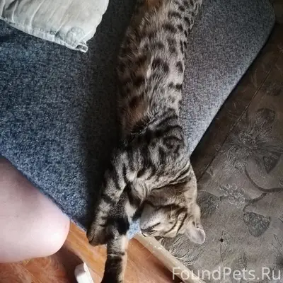 Пропал кот Рыся, Вагонка