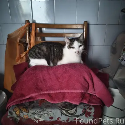 Пропала кошка, Молодежная 3
