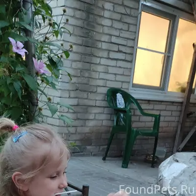 Пропал пёс Бим, хромой, район бабушкина