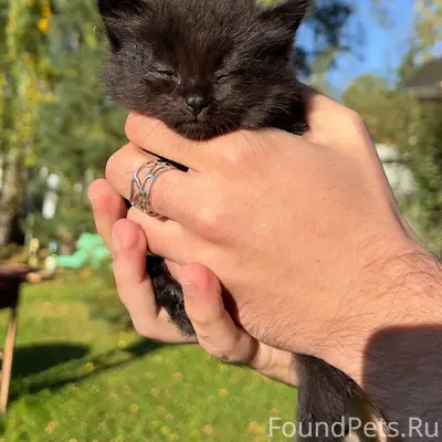 Найдены котята, Москва и Московская область