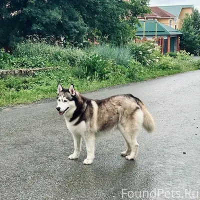 Пропала собака хаски / маламут, Свердловская область