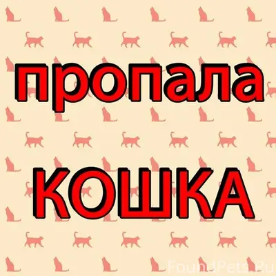 Пропала рыжая кошка, п. Сокольское