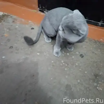 Найдена кошка, Кузнецкий район