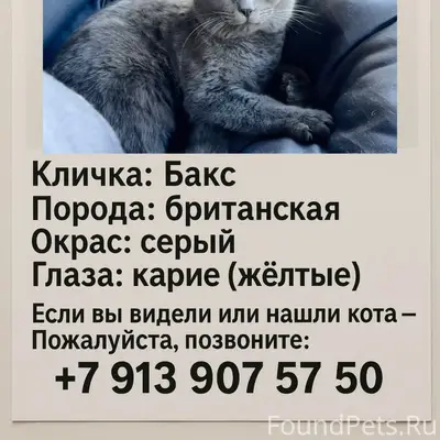 Пропал британский кот Бакс, Кировский район