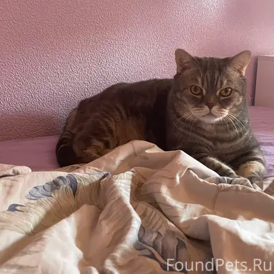 Пропал британский кот! 