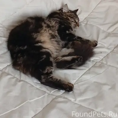 Пропал кот, Бугры