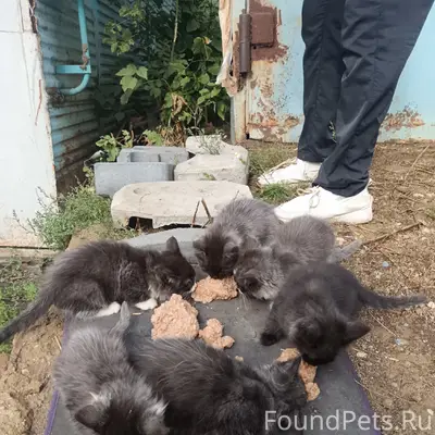 Найдены котята на Химмаше, район Гожувской