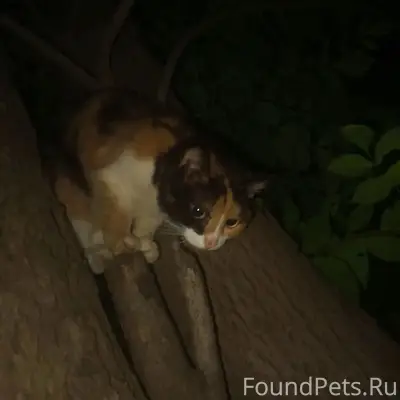 Найдена кошка, Ревда, улица Максима Горького