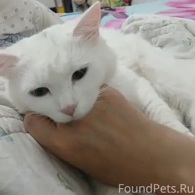 Пропала белая кошка Мышка, Майский-80