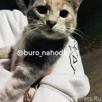 Найдена кошка, Никольский сквер