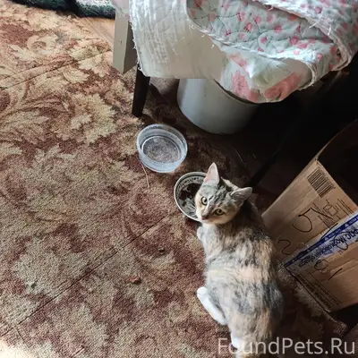 Найдена кошка с котятами, деревня