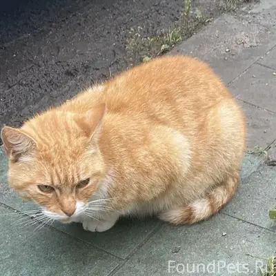 Пропал кот Тимоха, посёлок Откосово