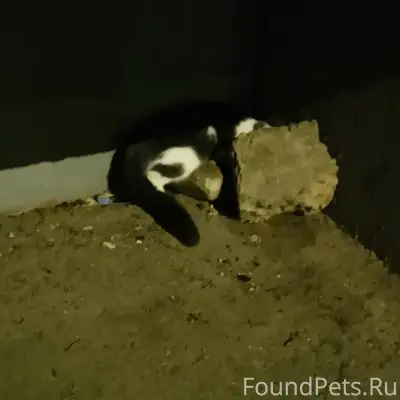 Найдена кошка, Саранск, ул. Воинова