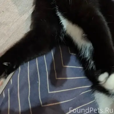 Пропал кот