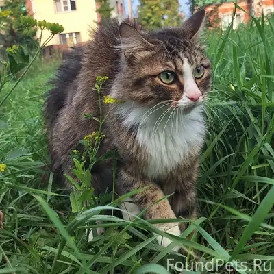 Найдена кошка, Искитим, микрорайон Подгорный